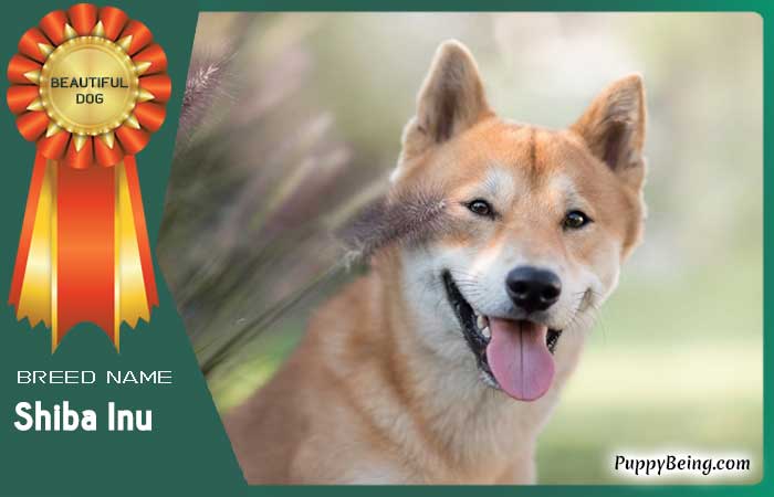 beautiful prettiest dog breeds 30 shiba inu