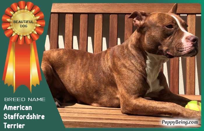 beautiful prettiest dog breeds 35 american staffordshire terrier