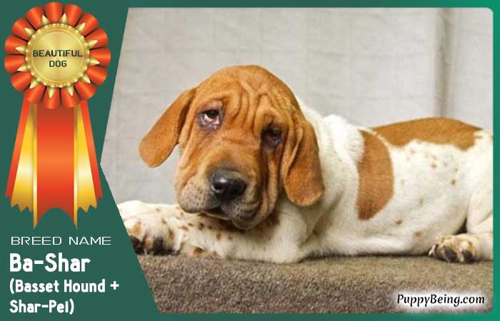 beautiful prettiest dog breeds 44 ba shar