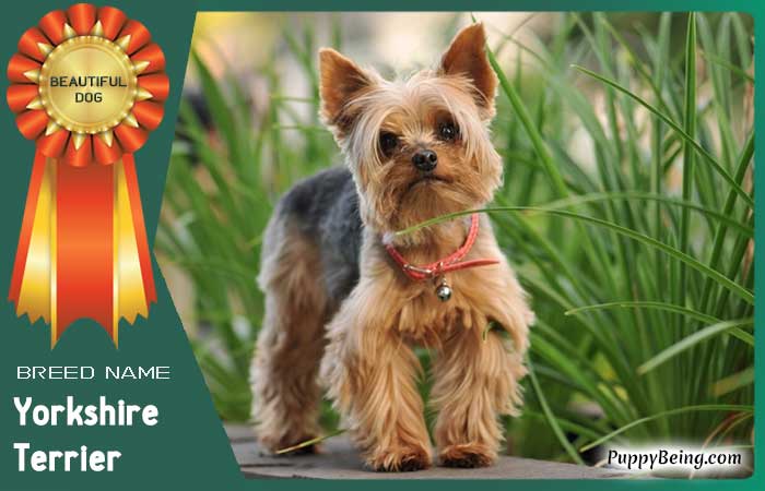 beautiful prettiest dog breeds 61 yorkshire terrier