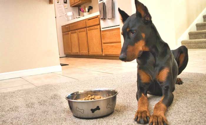 what dobermans should eat