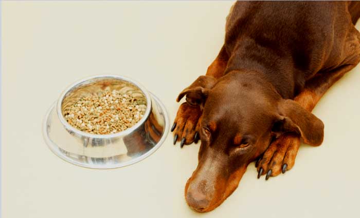 foods dobermans cannot eat