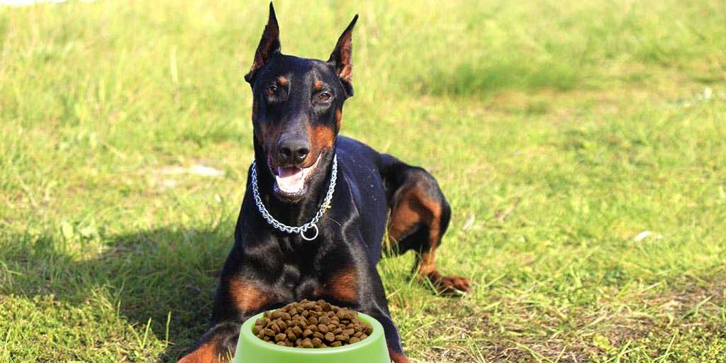best dog food for dobermans