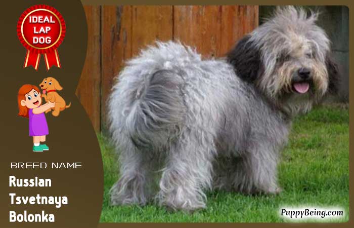 best lap dog breeds 02 russian tsvetnaya bolonka