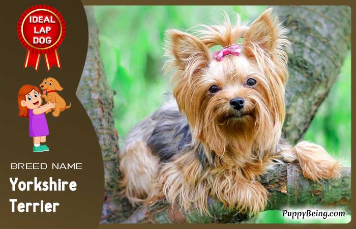 best lap dog breeds 09 yorkshire terrier