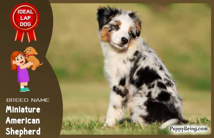 best lap dog breeds 24 miniature american shepherd