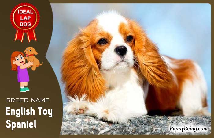 best lap dog breeds 31 english toy spaniel