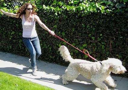 How To Stop Your Dog From Pulling On The Leash