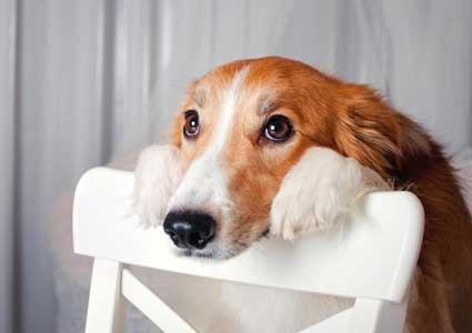 How To Stop Your Dog From Whining When You Leave