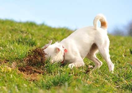 How To Stop Your Dog From Eating Dirt