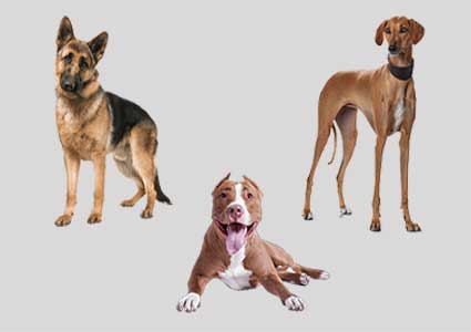 31 Fastest Dog Breeds - Canines With Top Running Speeds