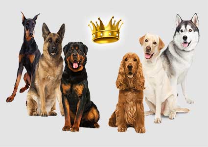 117 Smartest Dog Breeds List - Top Intelligent Canines Ranked