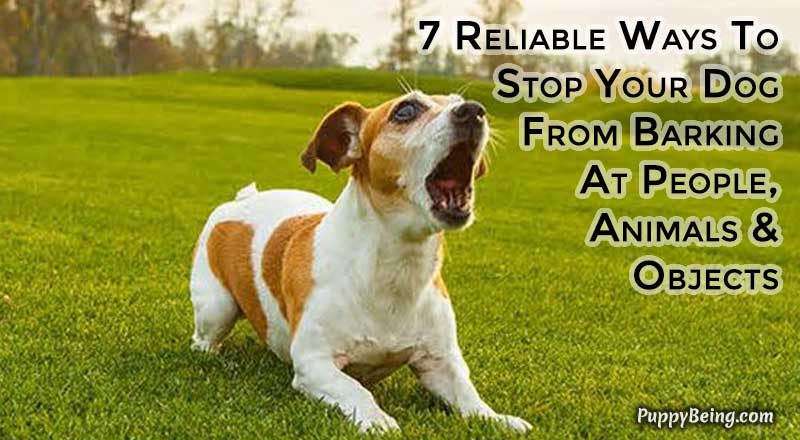 00 Stop Your Dog From Barking At People Animals Objects