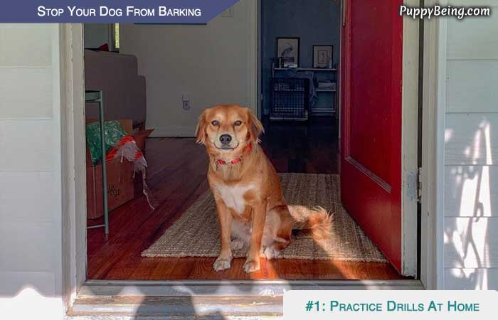 Stop Your Dog From Barking At People Animals Objects 07 Practice Drills