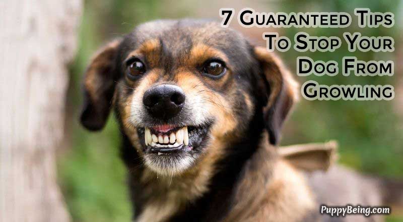 00 Stop Your Dog From Growling At People And Animals