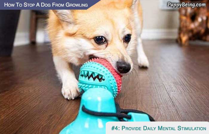 Stop Your Dog From Growling At People And Animals 04 Provide Ample Mental Stimulation