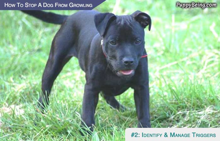 Stop Your Dog From Growling At People And Animals 06 Identify And Manage Trigger Situations