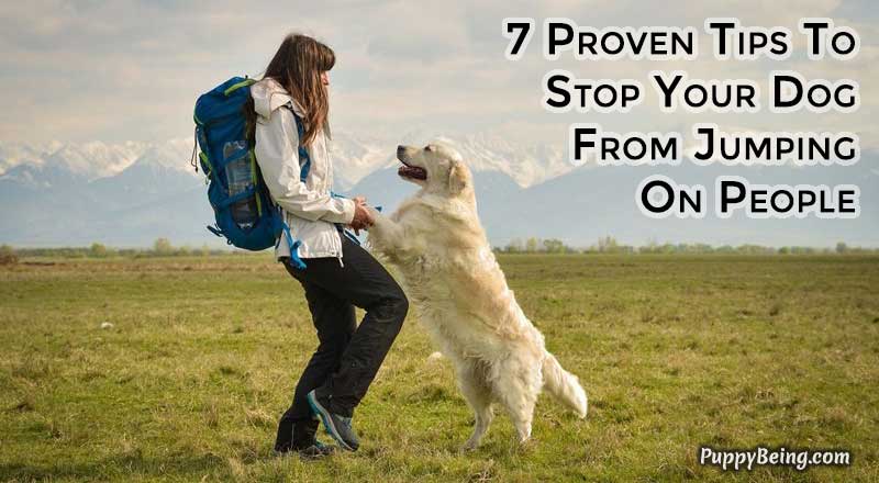 00 Stop Your Dog From Jumping On People