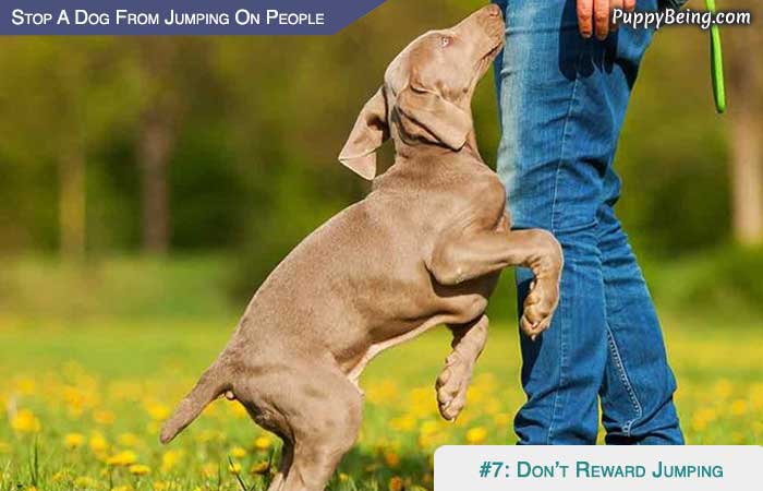 Stop Your Dog From Jumping On People 01 Dont Reward Jumping