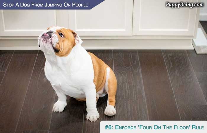 Stop Your Dog From Jumping On People 02 Follow Four On The Floor Rule
