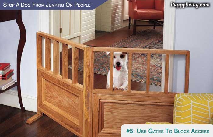 Stop Your Dog From Jumping On People 03 Use Gates To Block Access