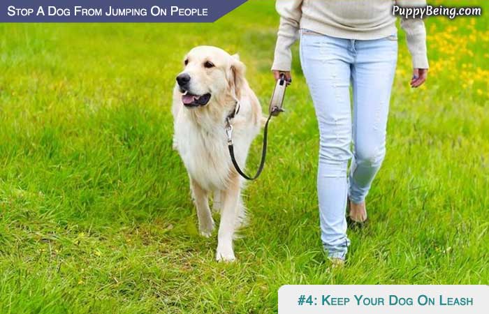 Stop Your Dog From Jumping On People 04 Keep On Leash