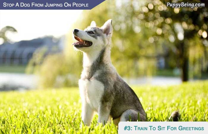 Stop Your Dog From Jumping On People 05 Train Sit For Greetings