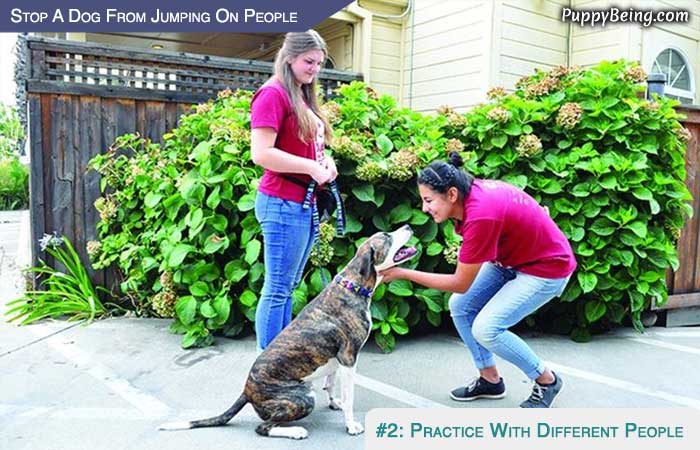 Stop Your Dog From Jumping On People 06 Practice With Different People