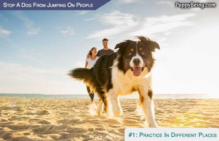Stop Your Dog From Jumping On People 07 Practice In Different Spaces