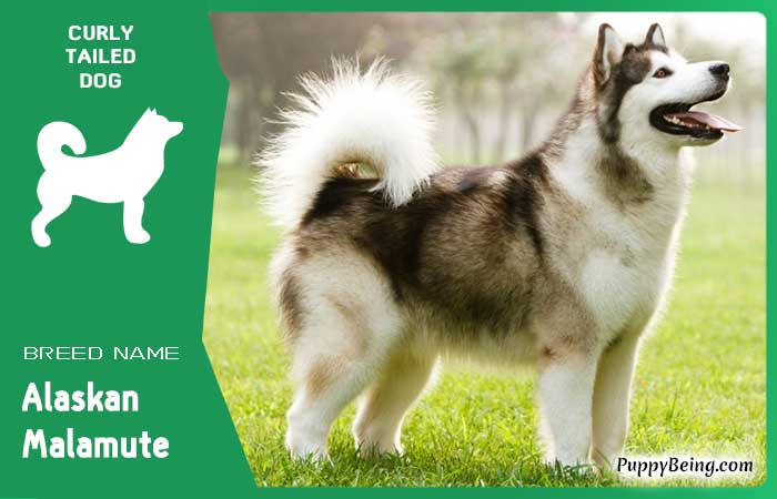 dog breeds with curly tails 20 alaskan malamute