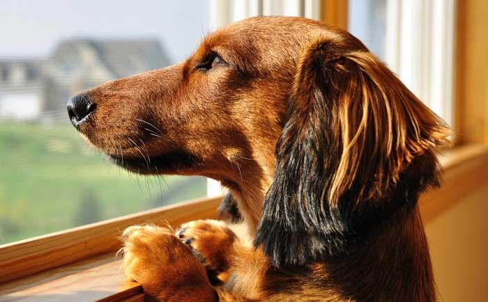 what is dog separation anxiety