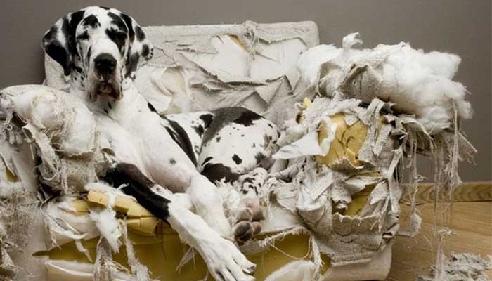 dog anxiety symptom destructive chewing