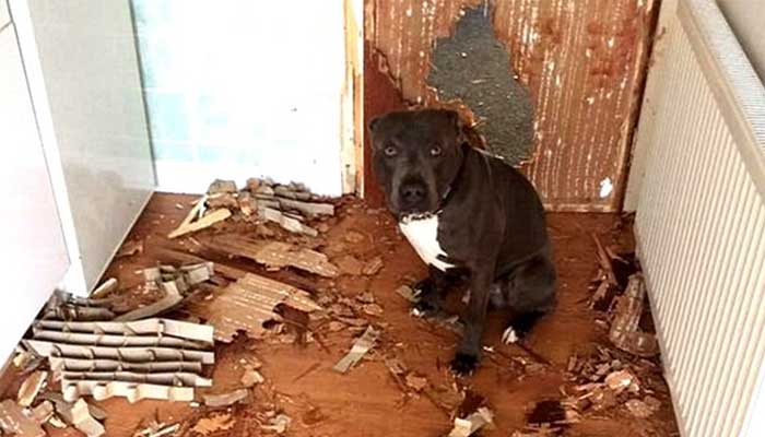 dog anxiety symptom digging scratching biting