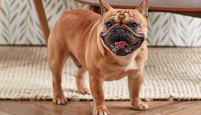 dog anxiety symptom excessive panting drooling