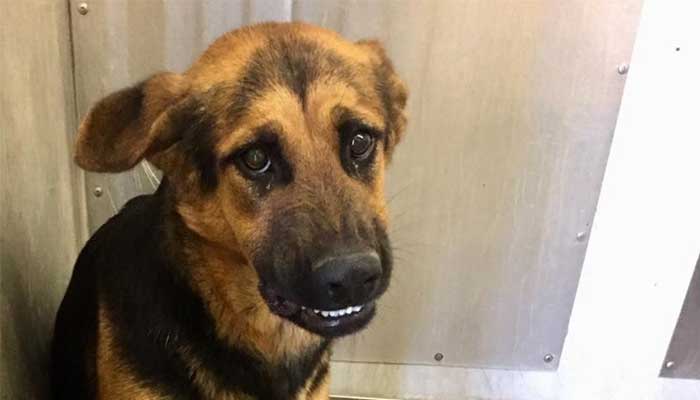 dog anxiety symptom pacing trembling