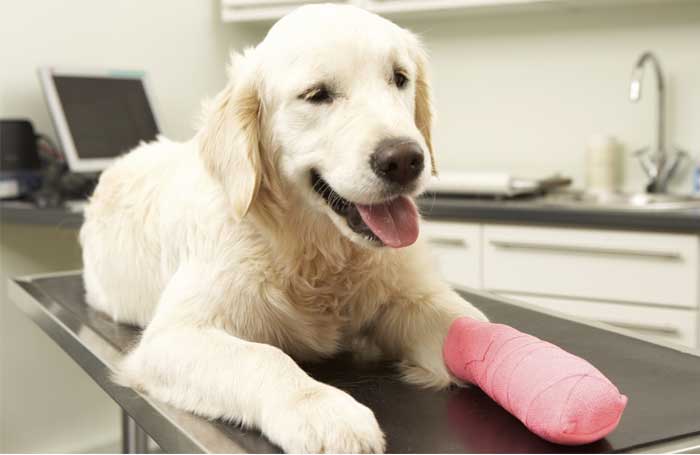 dog anxiety symptom self injury