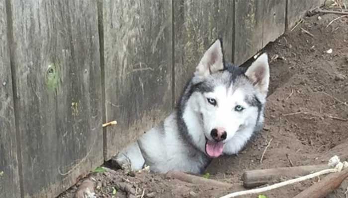 dog anxiety symptom escaping