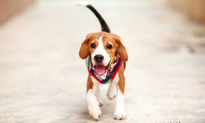 dog separation anxiety symptoms when you return