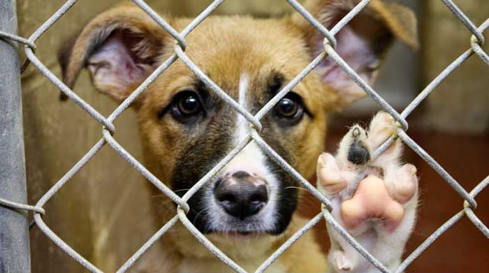 past stay in a dog shelter