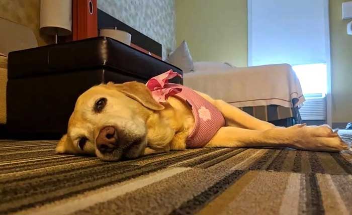 history of dog staying in several foster homes