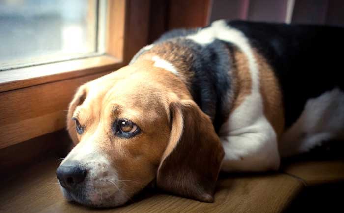 puppy never left alone before