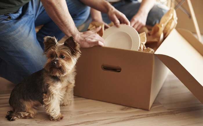 dog change of home anxiety