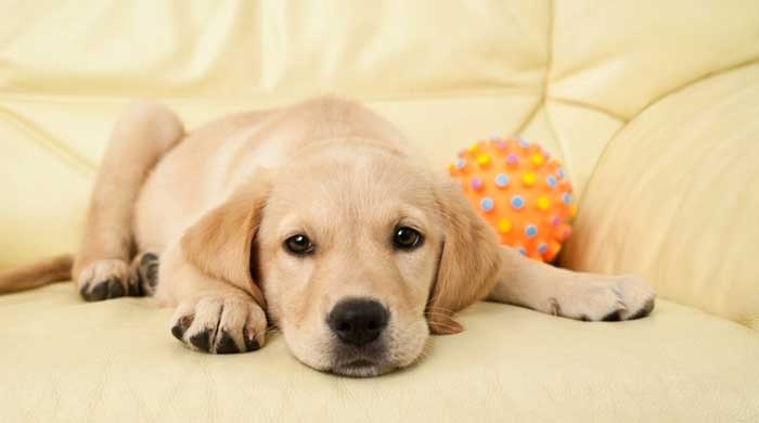 labrador retriever separation anxiety