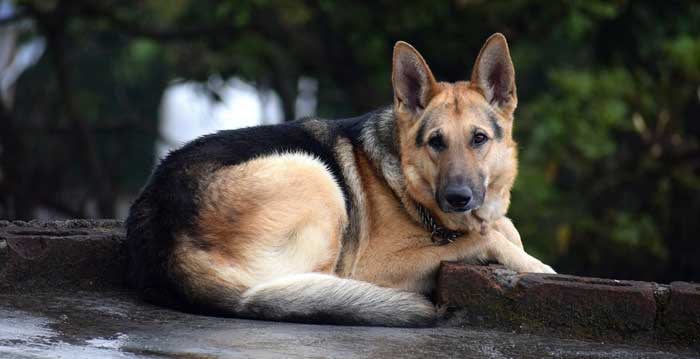 german shepherd separation anxiety