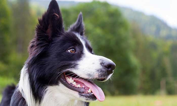 border collie separation anxiety