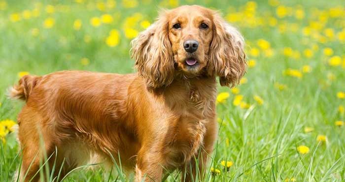 cocker spaniel separation anxiety