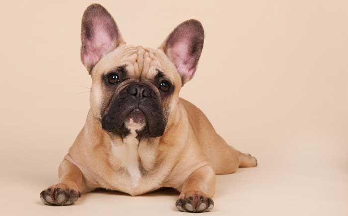 french bulldog separation anxiety