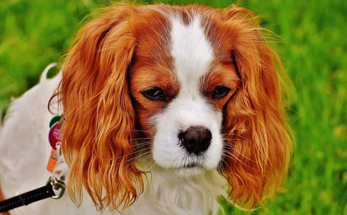 king charles spaniel separation anxiety