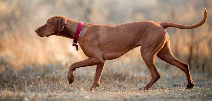 vizsla separation anxiety