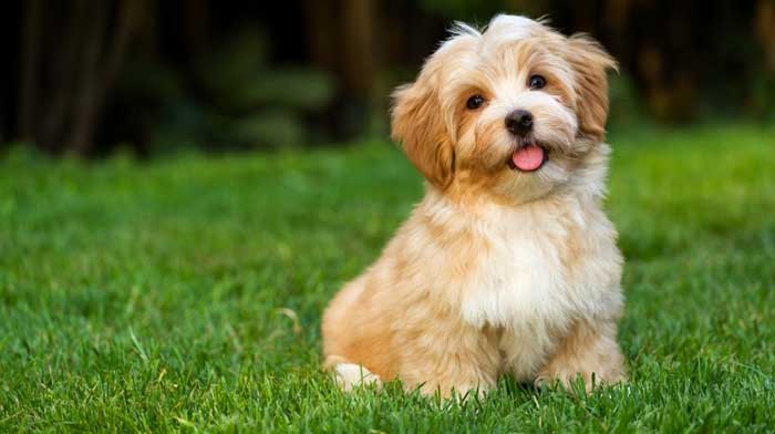 havanese separation anxiety